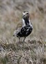 [goldenplover3]