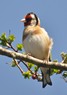 [goldfinch9]