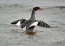 [goosander12]