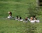 [goosander15]