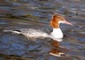 [goosander3]