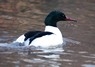 [goosander6]