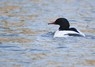 [goosander8]