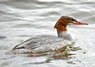 [goosander9]