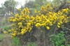 [gorse1]