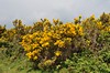 [gorse2]