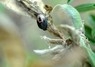 [gorseshieldbug2]