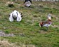 [greatbustard5]