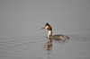 [greatcreastedgrebe1]