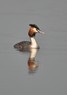 [greatcreastedgrebe2]