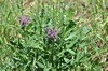 [greaterknapweed1]