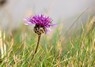 [greaterknapweed2]