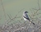 [greatgreyshrike01]