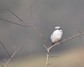 [greatgreyshrike10]