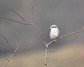 [greatgreyshrike11]