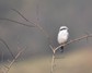[greatgreyshrike12]