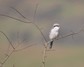 [greatgreyshrike13]