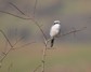 [greatgreyshrike14]