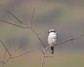 [greatgreyshrike15]