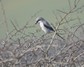 [greatgreyshrike2]