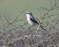 [greatgreyshrike3]