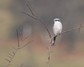 [greatgreyshrike4]