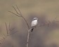 [greatgreyshrike5]
