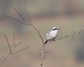 [greatgreyshrike7]