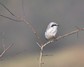 [greatgreyshrike8]