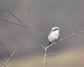 [greatgreyshrike9]