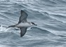 [greatshearwater9]