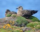 [greatskua10]