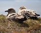 [greatskua11]