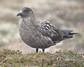 [greatskua12]