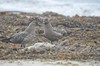 [greatskua13]