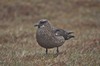 [greatskua15]