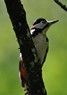 [greatspottedwoodpecker1]