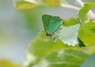 [greenhairstreak4]