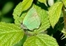 [greenhairstreak5]