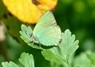 [greenhairstreak7]