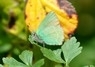 [greenhairstreak8]