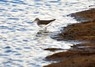 [greensandpiper1]