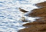 [greensandpiper2]