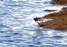 [greensandpiper3]