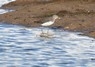 [greensandpiper4]