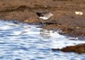 [greensandpiper5]