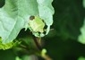 [greenshieldbug1]