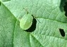 [greenshieldbug2]