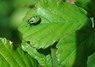[greenshieldbug3]
