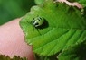 [greenshieldbug4]